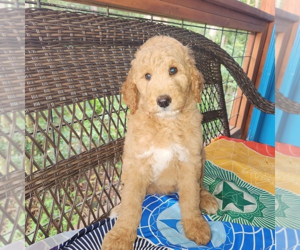 Medium Photo #1 Goldendoodle Puppy For Sale in HOLUALOA, HI, USA