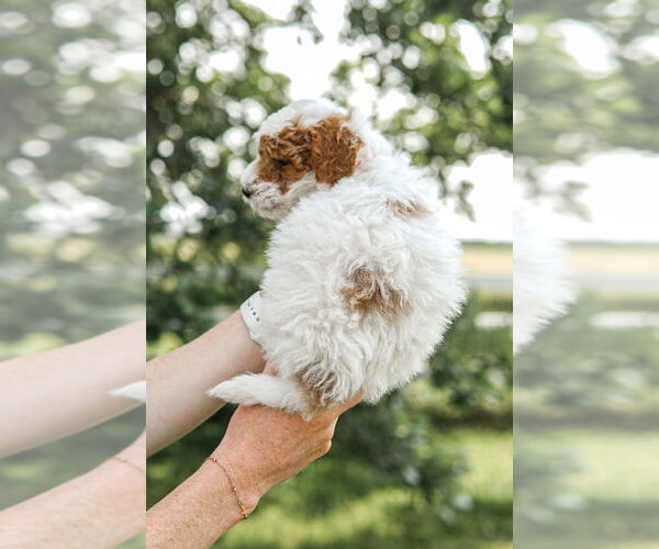 Medium Photo #8 Goldendoodle (Miniature) Puppy For Sale in FREDERICA, DE, USA