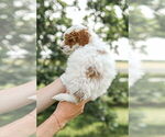 Small #7 Goldendoodle (Miniature)