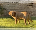 Small Photo #4 Labrador Retriever Puppy For Sale in BROWNS VALLEY, CA, USA