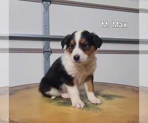 Cavalier King Charles Spaniel-Collie Mix Puppy for sale in NATHALIE, VA, USA