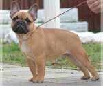 Small Photo #1 French Bulldog Puppy For Sale in Budapest, Budapest, Hungary