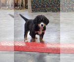 Puppy Sally Bernese Mountain Dog