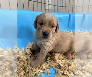 Golden Retriever Puppy for sale in SOUTH WATERFORD, ME, USA