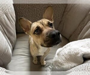 American Pit Bull Terrier-Labrador Retriever Mix Dogs for adoption in Tulsa, OK, USA