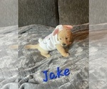 Small Photo #1 Golden Retriever Puppy For Sale in ONTARIO, CA, USA