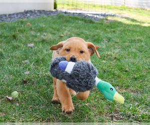 Labrador Retriever Puppy for sale in SYRACUSE, IN, USA