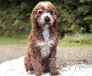 Father of the Cavapoo puppies born on 06/10/2019