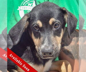 German Shepherd Dog-Unknown Mix Dogs for adoption in Huntley, IL, USA