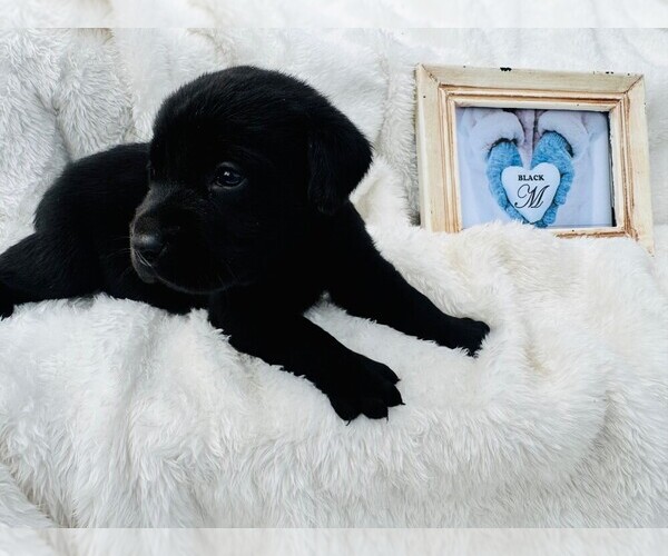Medium Photo #1 Labrador Retriever Puppy For Sale in MAYSVILLE, GA, USA