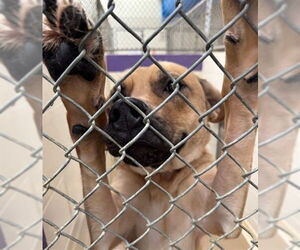 Labrador Retriever-Unknown Mix Dogs for adoption in Anchorage, AK, USA