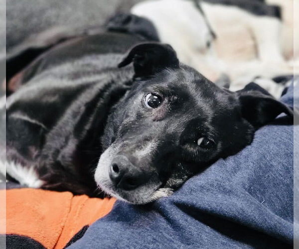 Medium Photo #2 Labrador Retriever-Unknown Mix Puppy For Sale in Germantown, OH, USA