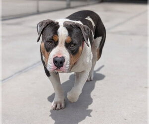 American Staffordshire Terrier Dogs for adoption in Denver, CO, USA