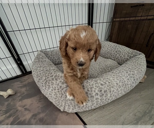 Medium Photo #4 Goldendoodle Puppy For Sale in LAKEWOOD RANCH, FL, USA