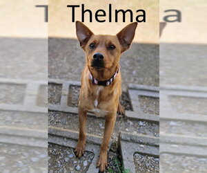 Australian Kelpie-Unknown Mix Dogs for adoption in Mountain View, AR, USA