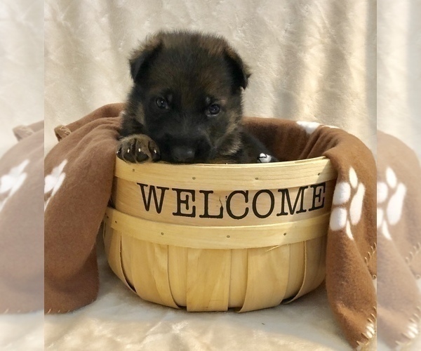 Medium Photo #10 German Shepherd Dog Puppy For Sale in HAMILTON, NJ, USA