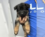 Puppy 2 German Shepherd Dog