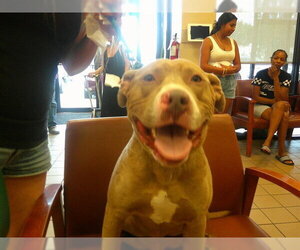 Staffordshire Bull Terrier Dogs for adoption in Ocala, FL, USA