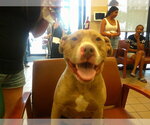 Small Staffordshire Bull Terrier
