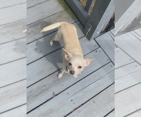 Medium Photo #4 Chihuahua Puppy For Sale in Arlington, VA, USA