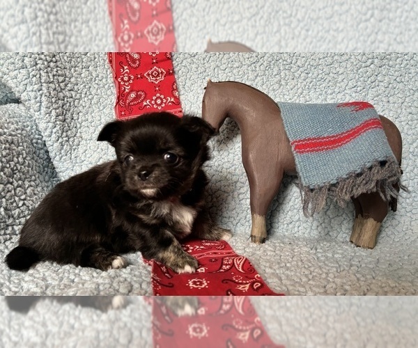 Medium Photo #3 Chihuahua Puppy For Sale in NEWVILLE, PA, USA