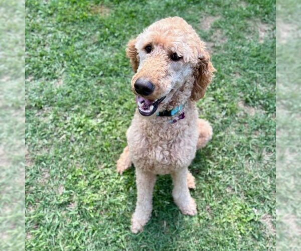 Medium Photo #1 Goldendoodle Puppy For Sale in Spring Lake, NC, USA