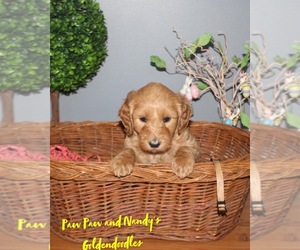 Doodle-Goldendoodle Mix Puppy for sale in HONEA PATH, SC, USA