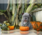 Small Photo #8 French Bulldog Puppy For Sale in SULLIVAN, OH, USA