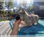 Image preview for Ad Listing. Nickname: Agouti M001
