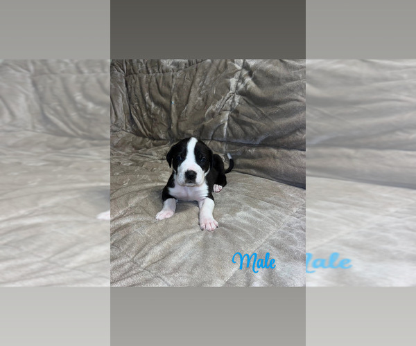 Medium Photo #2 Great Dane Puppy For Sale in ROCKINGHAM, NC, USA