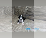 Puppy Mantle Male Great Dane