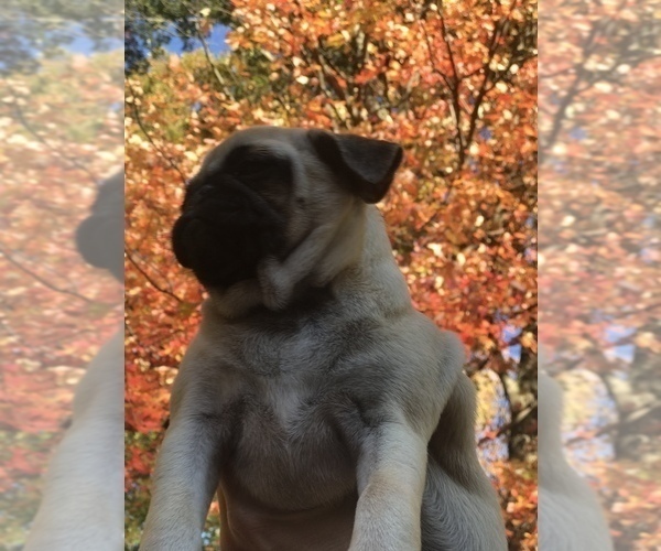 Medium Photo #8 Pug Puppy For Sale in NEW WINDSOR, NY, USA