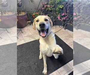 Scooby - Male Great Dane-Unknown Mix Dog for Adoption - Photo #3