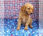 Small Photo #4 Golden Retriever Puppy For Sale in BEDFORD, IN, USA