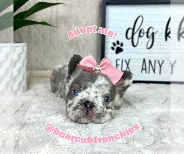 Medium Photo #6 French Bulldog Puppy For Sale in FRANKLIN, IN, USA
