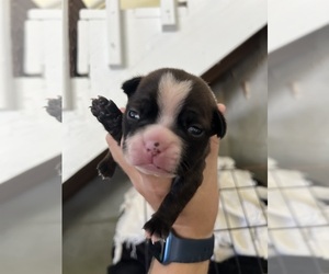 Boston Terrier Puppy for sale in MACON, GA, USA