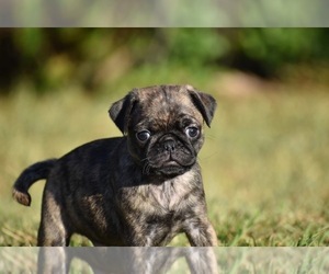 Pug Puppy for sale in PALM COAST, FL, USA