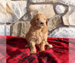 Goldendoodle-Poodle (Standard) Mix Puppy for sale in EAST EARL, PA, USA