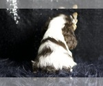 Small Photo #82 Cocker Spaniel Puppy For Sale in WARSAW, IN, USA