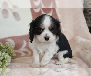 Cavalier King Charles Spaniel Puppy for sale in SHILOH, OH, USA