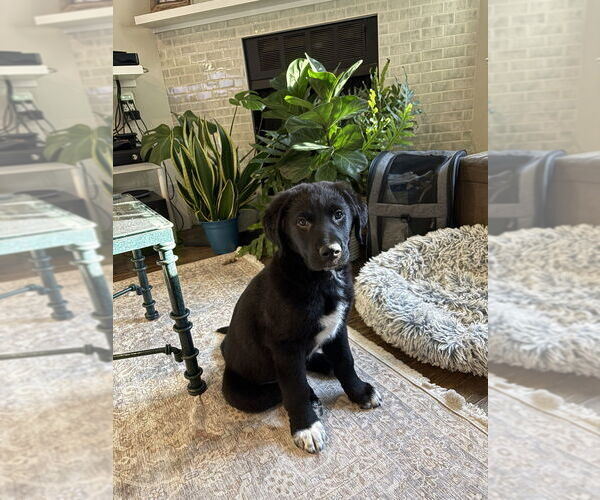 Medium Photo #1 Great Pyrenees-Unknown Mix Puppy For Sale in Brooklyn, NY, USA