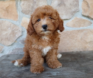 Shih Tzu Dog for Adoption in HONEY BROOK, Pennsylvania USA