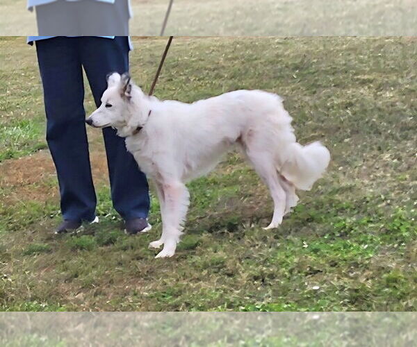 Medium Photo #2 Border-Aussie Puppy For Sale in Evansville, IN, USA
