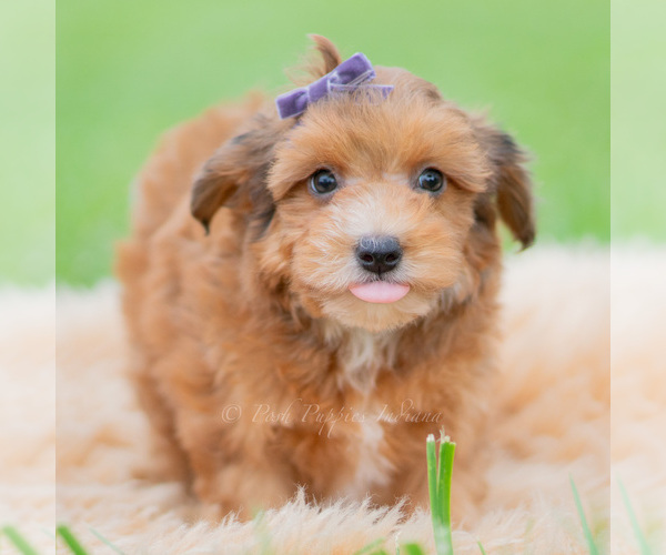 Medium Photo #62 Yorkipoo Puppy For Sale in WARSAW, IN, USA