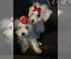 Bichon Frise Puppy for sale in LIVERPOOL, NY, USA