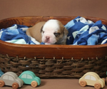 Small #27 Olde English Bulldogge