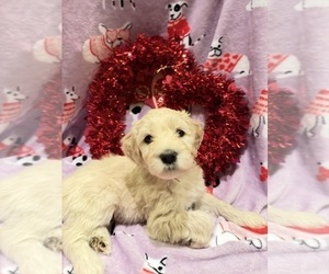 Portuguese Water Dog Puppy for sale in SWARTZ CREEK, MI, USA