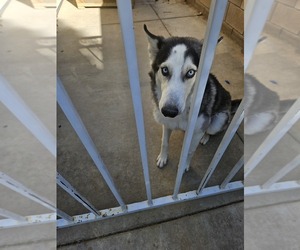 Siberian Husky Puppy for sale in VICTORVILLE, CA, USA