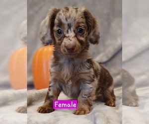 Dachshund Puppy for sale in BURLINGTON, MA, USA