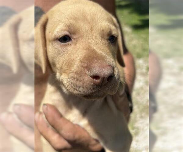 Medium Photo #1 American Pit Bull Terrier-German Shepherd Dog Mix Puppy For Sale in Houston, TX, USA